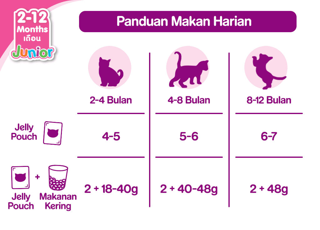 Pola Makan Kucing