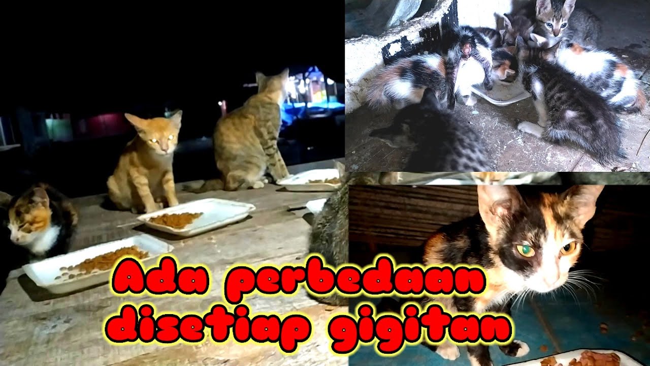 Kucing makan balik mendekati saat inilah pesan terungkap jabar andaikata nabi muhammad
